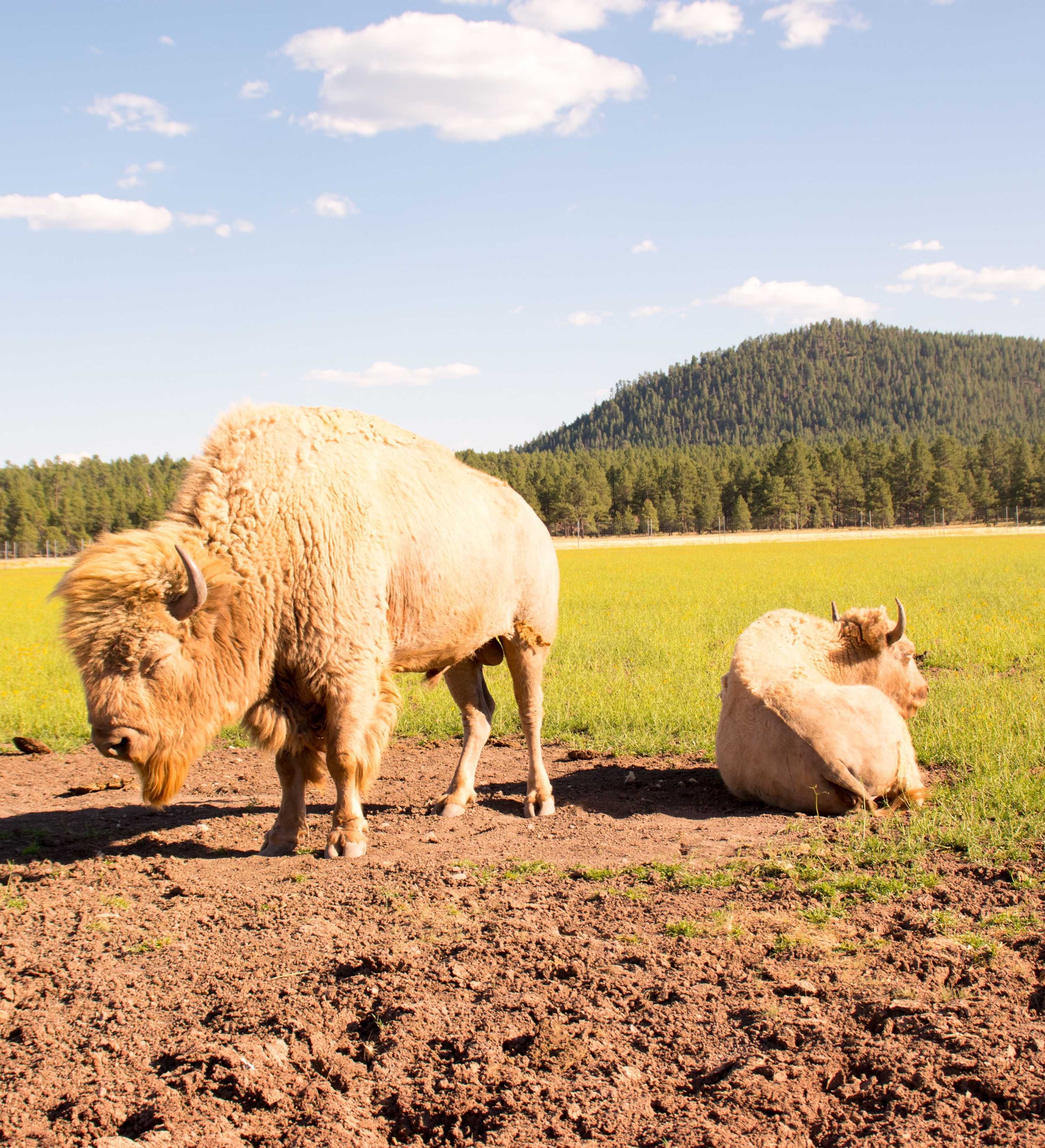 Buffalo in a field