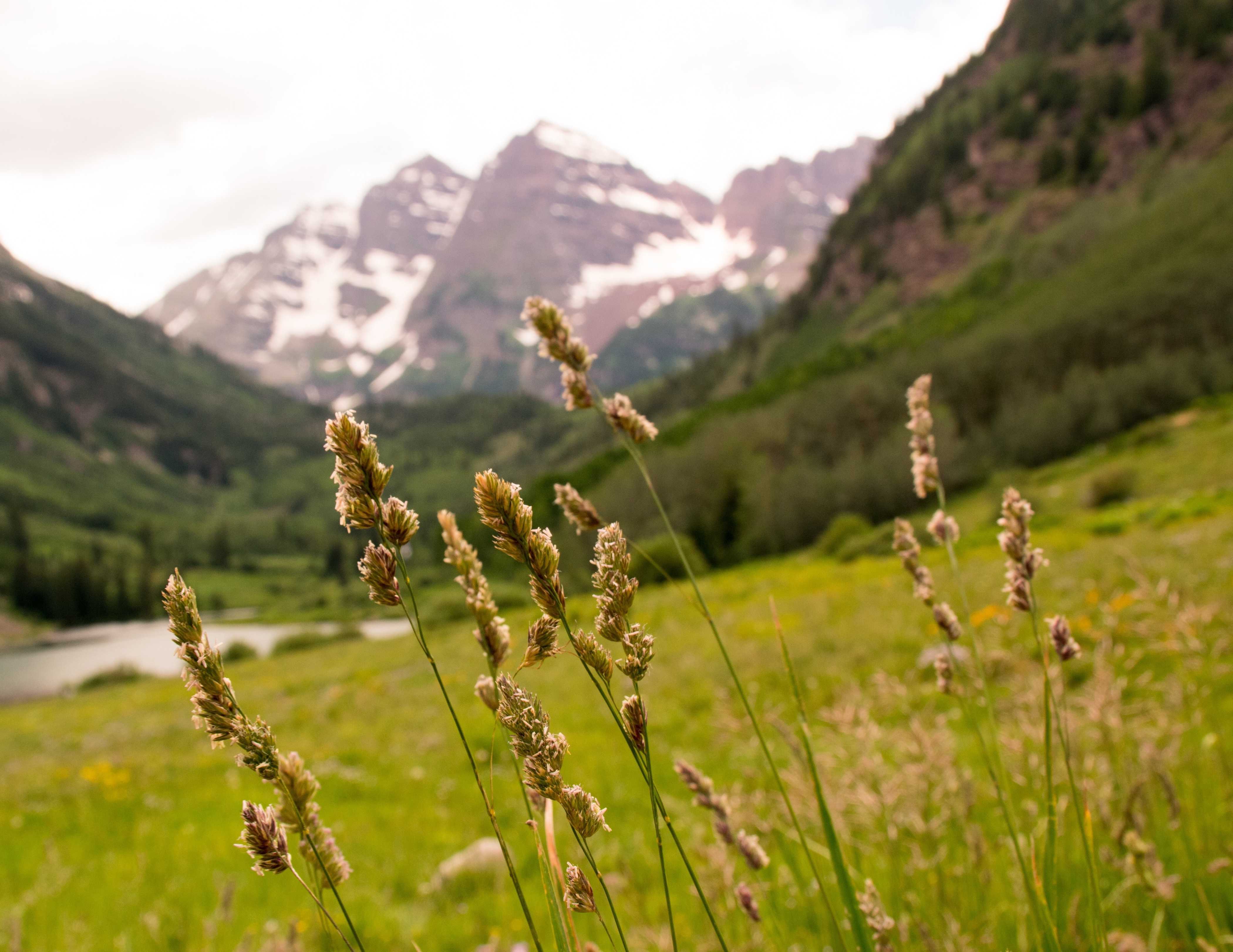 Flowers on a mountain