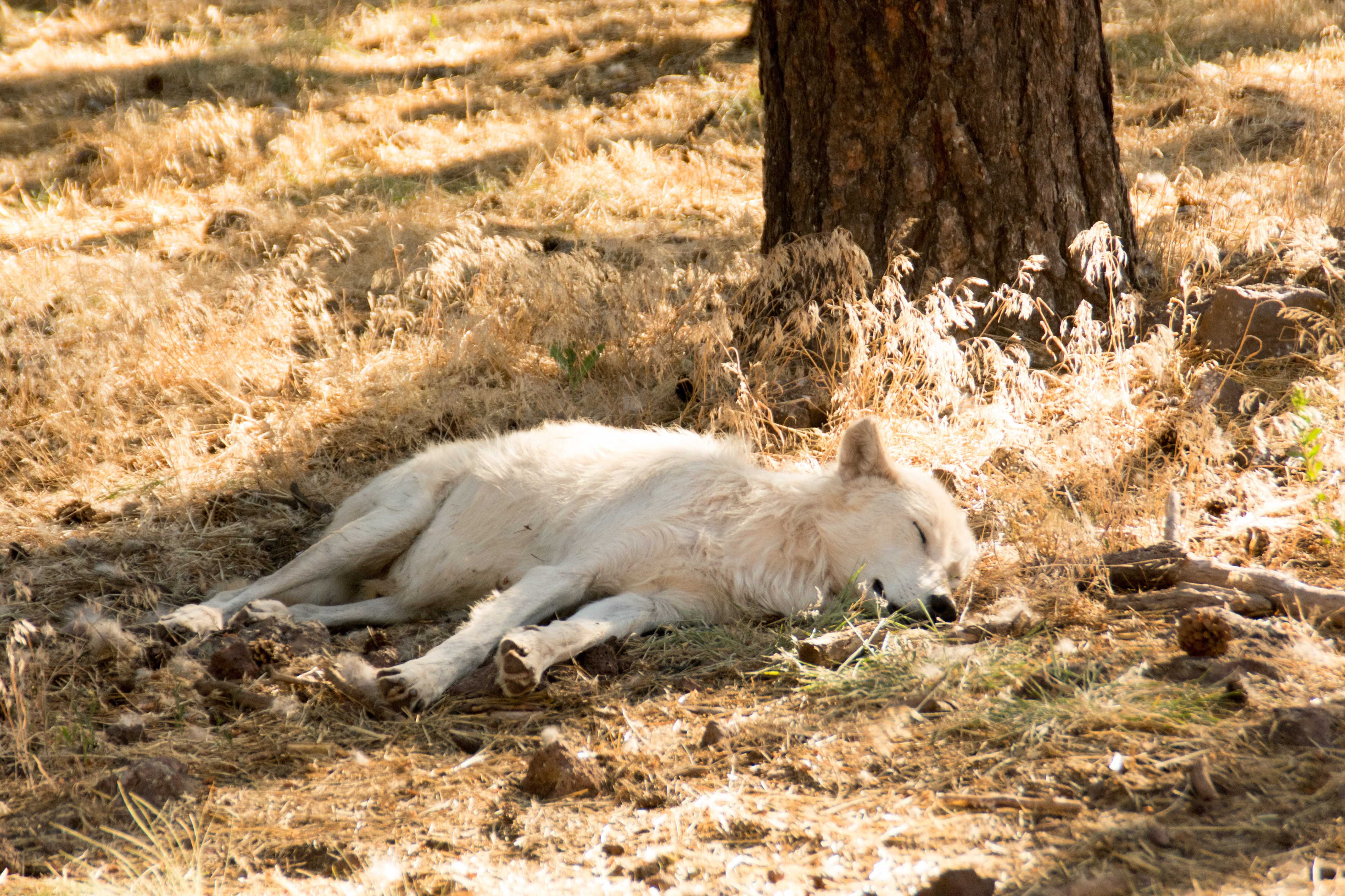 A wolf sleeping